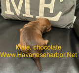 Tinkerbell's Chocolate Male