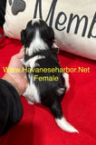 Annie and Diesel’s black and white parti female with red/brown markings. (Tricolor)