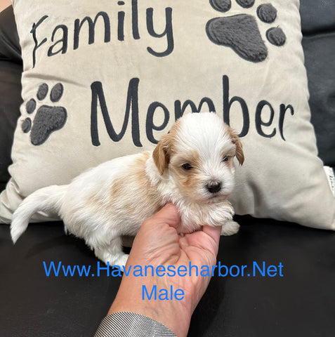 White and gold male havanese