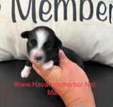Black and White male havanese