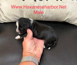 Black and White male havanese