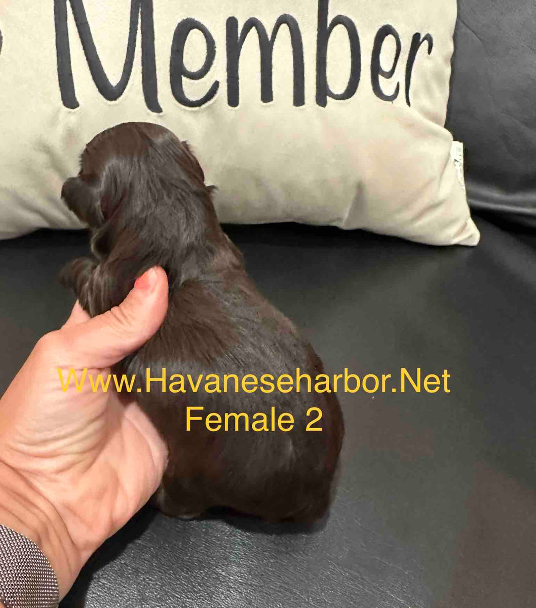 Chocolate 2024 havanese puppy