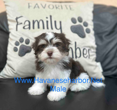 Annie's chocolate Havanese male puppy with eyebrow markings, click on image to see more pictures