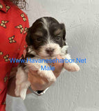 Annie and Jojo's chocolate Havanese male puppy with slight eyebrows, click on image to see more pictures