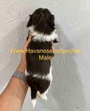 Annie and Jojo's dark chocolate Havanese male puppy, click on image to see more pictures