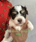 Annie's chocolate Havanese male puppy with eyebrow markings, click on image to see more pictures