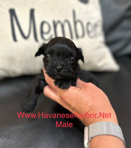 Betty's Black Havanese Male Puppy