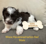 Annie and Jojo's dark chocolate Havanese male puppy, click on image to see more pictures