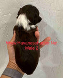 Annie's May 2023 litter, champion bloodline havanese puppies, chocolate