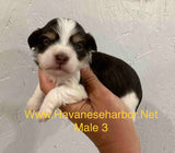 Annie's May 2023 litter, champion bloodline havanese puppies, chocolate