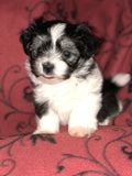 Pepper - AKC Havanese Champion-sired Black and white female. Click on picture to see additional pictures and pedigree