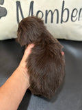 Betty and Jojo’s New Year Litter, click image to see more puppies from this litter