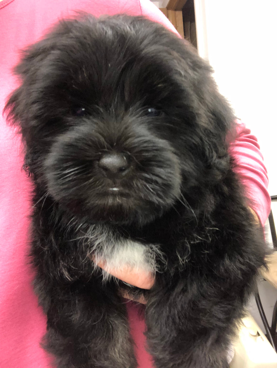 Havanese store westminster 2019