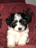 Private - AKC Champion-sired Havanese Black and White Male