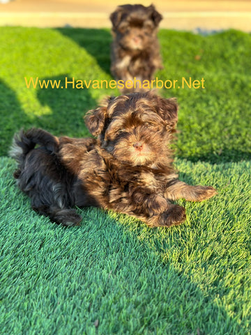 Available Puppies / Havanese Puppies for Sale