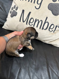 Gabby’s June 2026 Litter