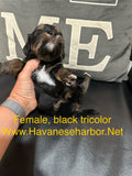 Tinkerbell's Black Tricolor Female