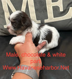 Betty’s Chocolate & White Male