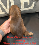 Tinkerbell's Chocolate Male