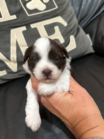 Sophie’s Fall 2025 Litter