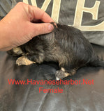 Gold/silver brindle female