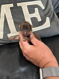 Gabby’s June 2026 Litter