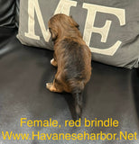 Tinkerbell's Red Brindle Female 2