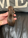 Gabby’s June 2026 Litter