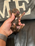 Gabby’s June 2026 Litter