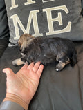 Gold/silver brindle female