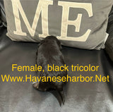 Tinkerbell's Black Tricolor Female