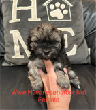Gold/silver brindle female