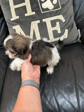 Tinkerbell and Jojo’s April 2026 Litter (Click on picture to see all available puppies from this litter)