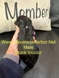 Annie and Diesel’s black tricolor Male