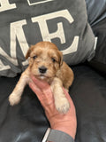 Suki and Bandit’s April 2026 Litter (Click on picture to see all available puppies from this litter)