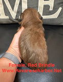 Tinkerbell's Red Brindle Female