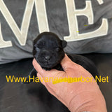Male - All Black