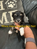 Male - Black tricolor, click on picture to see more pictures