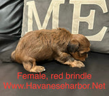 Tinkerbell's Red Brindle Female