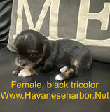Loralei's Black Tricolor Female