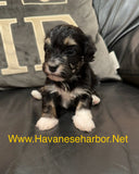 Male - Black tricolor, click on picture to see more pictures