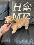 Gold Brindle Female