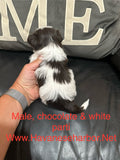 Betty’s Chocolate & White Male