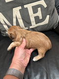 Suki and Bandit’s April 2026 Litter (Click on picture to see all available puppies from this litter)