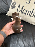 Sophie’s July 2026 Litter
