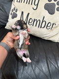 Gabby’s June 2026 Litter