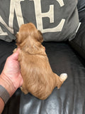 Suki and Bandit’s April 2026 Litter (Click on picture to see all available puppies from this litter)