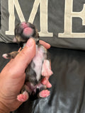 Gabby’s June 2026 Litter