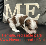 Tinkerbell's Red Sable Parti Female