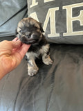 Gold/silver brindle female